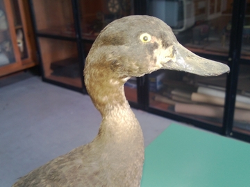 Determinazione Palmipede uno